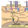Копия toll-like рецепторы и онкогенез Виды Toll-like рецепторов