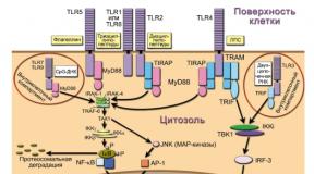 Копия toll-like рецепторы и онкогенез Виды Toll-like рецепторов